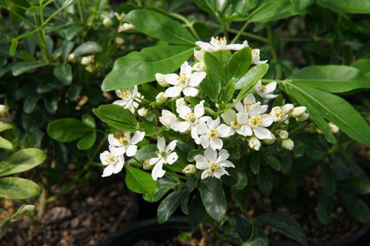 Choisya ternata 1.5L