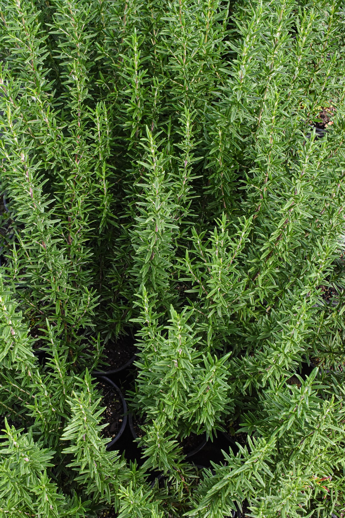 Rosmarinus officinalis 'Tuscan Blue' 1.5L