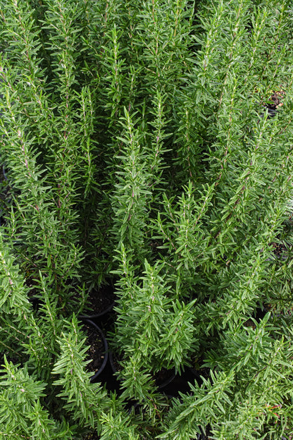 Rosmarinus officinalis 'Tuscan Blue' 1.5L