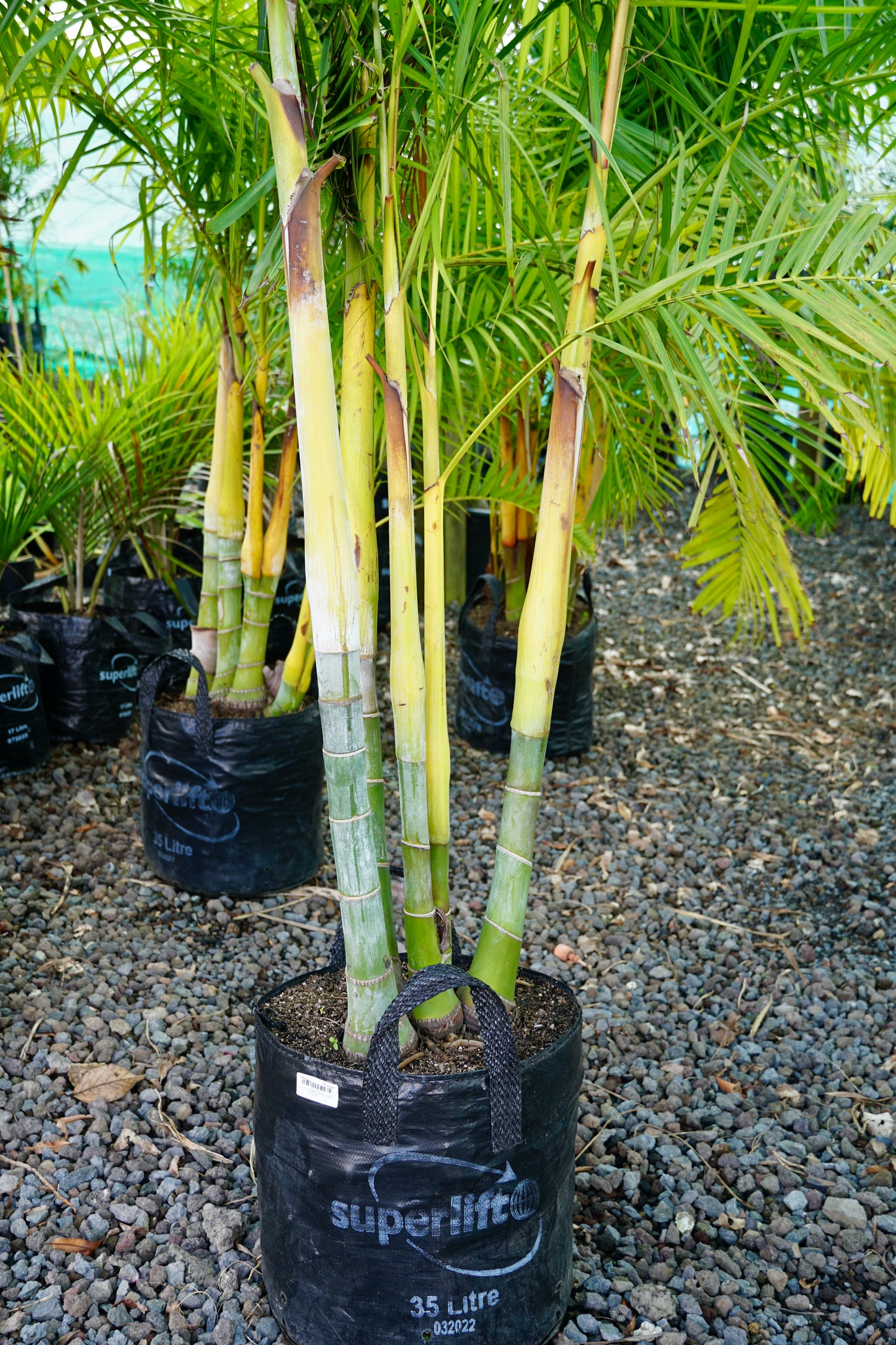Dypsis baronii 35L