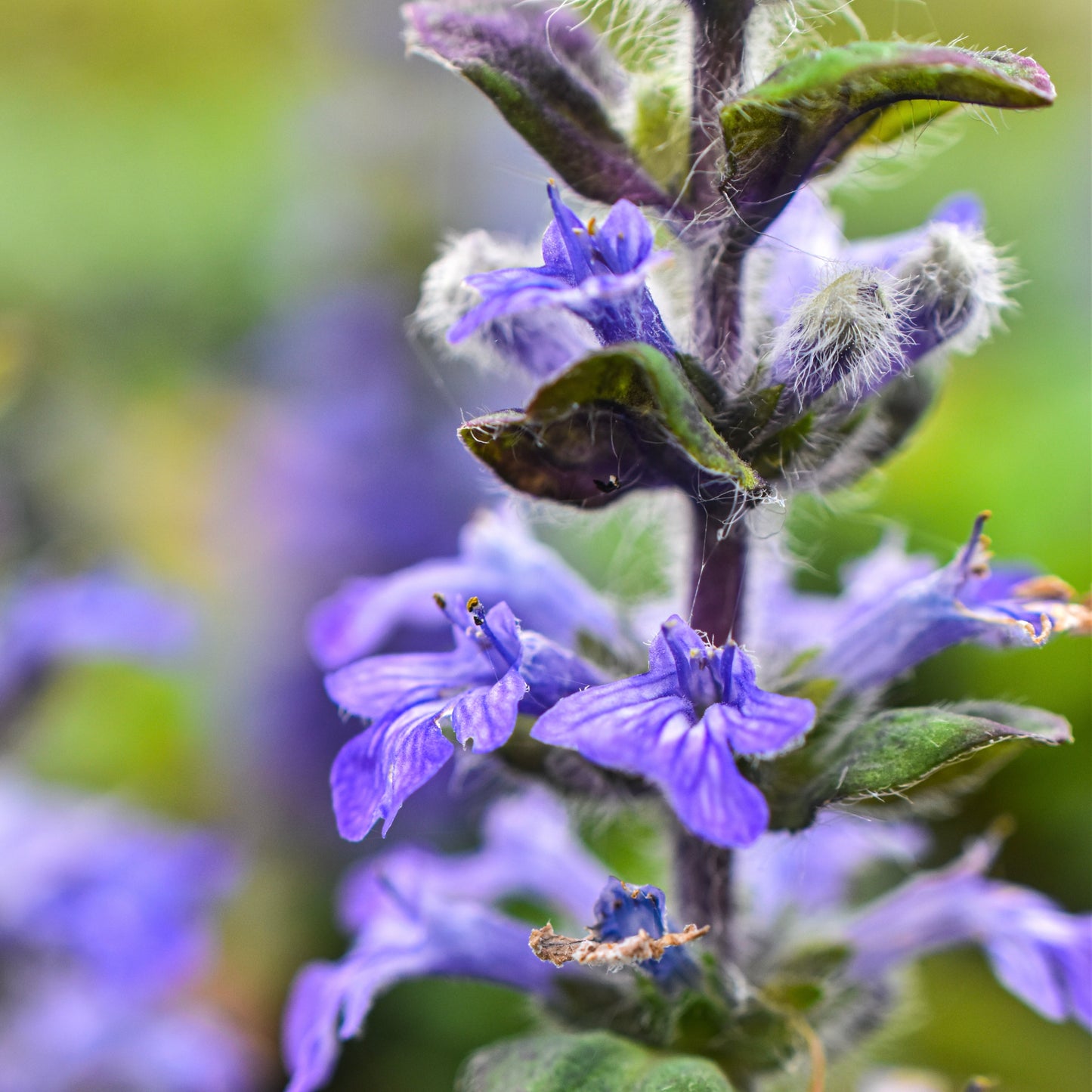 Ajuga 'Jungle Beauty' 1.5L