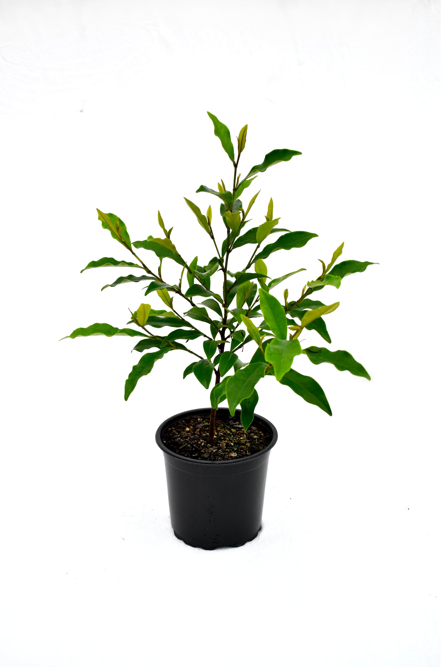 Michelia figo 'Port Wine Magnolia' image 0