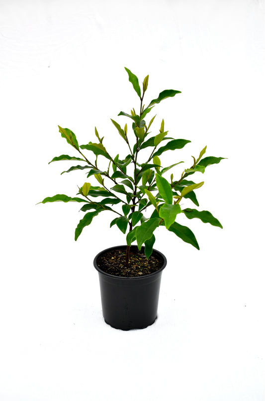 Michelia figo 'Port Wine Magnolia' image 0