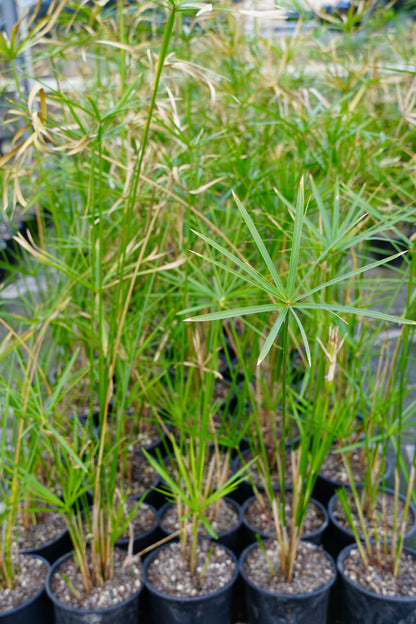 Cyperus alternifolius 1.5L