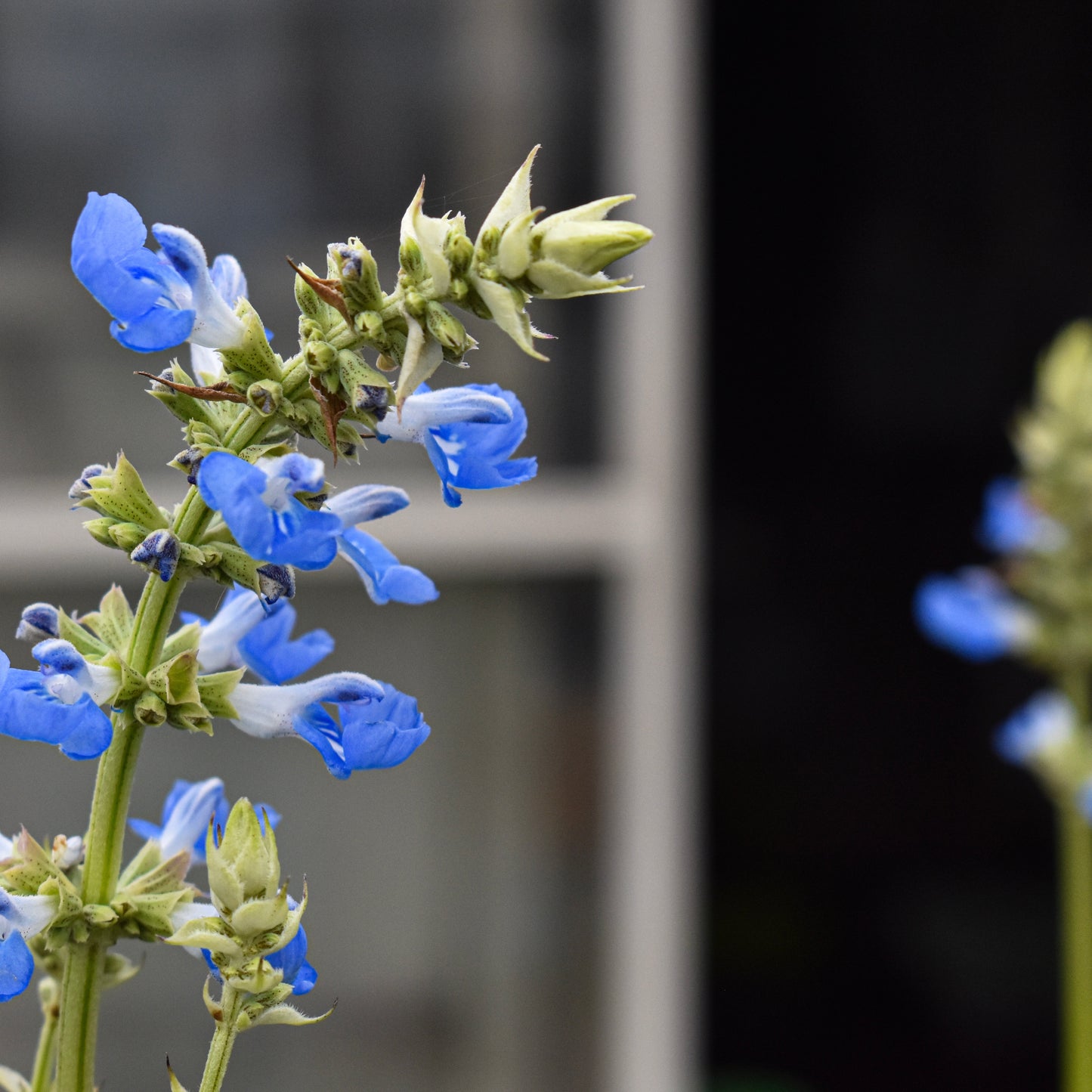Salvia uliginosa 1.5L
