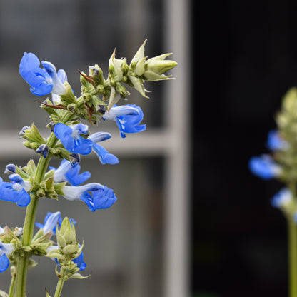 Salvia uliginosa 1.5L