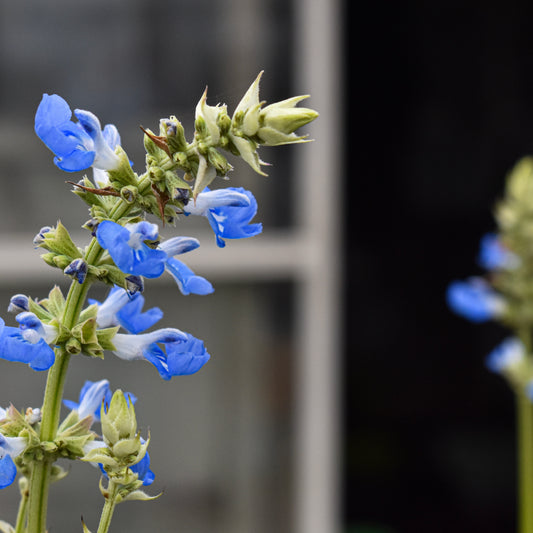 Salvia uliginosa 1.5L