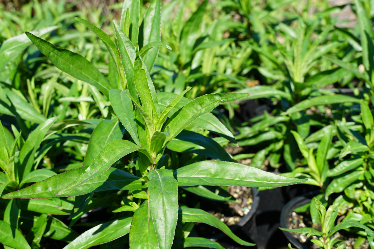 Penstemon 'Susan' 1.5L
