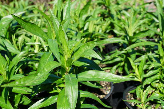 Penstemon 'Susan' 1.5L