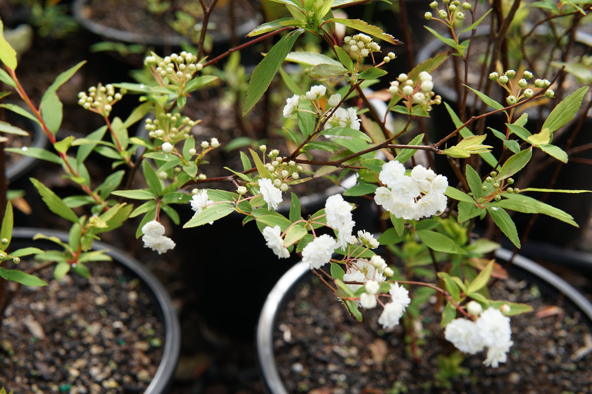 Spiraea cantoniensis 5L