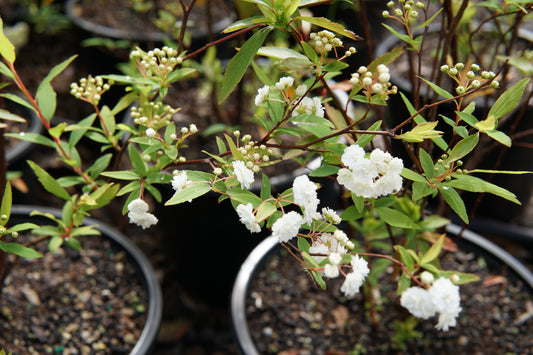 Spiraea cantoniensis 5L