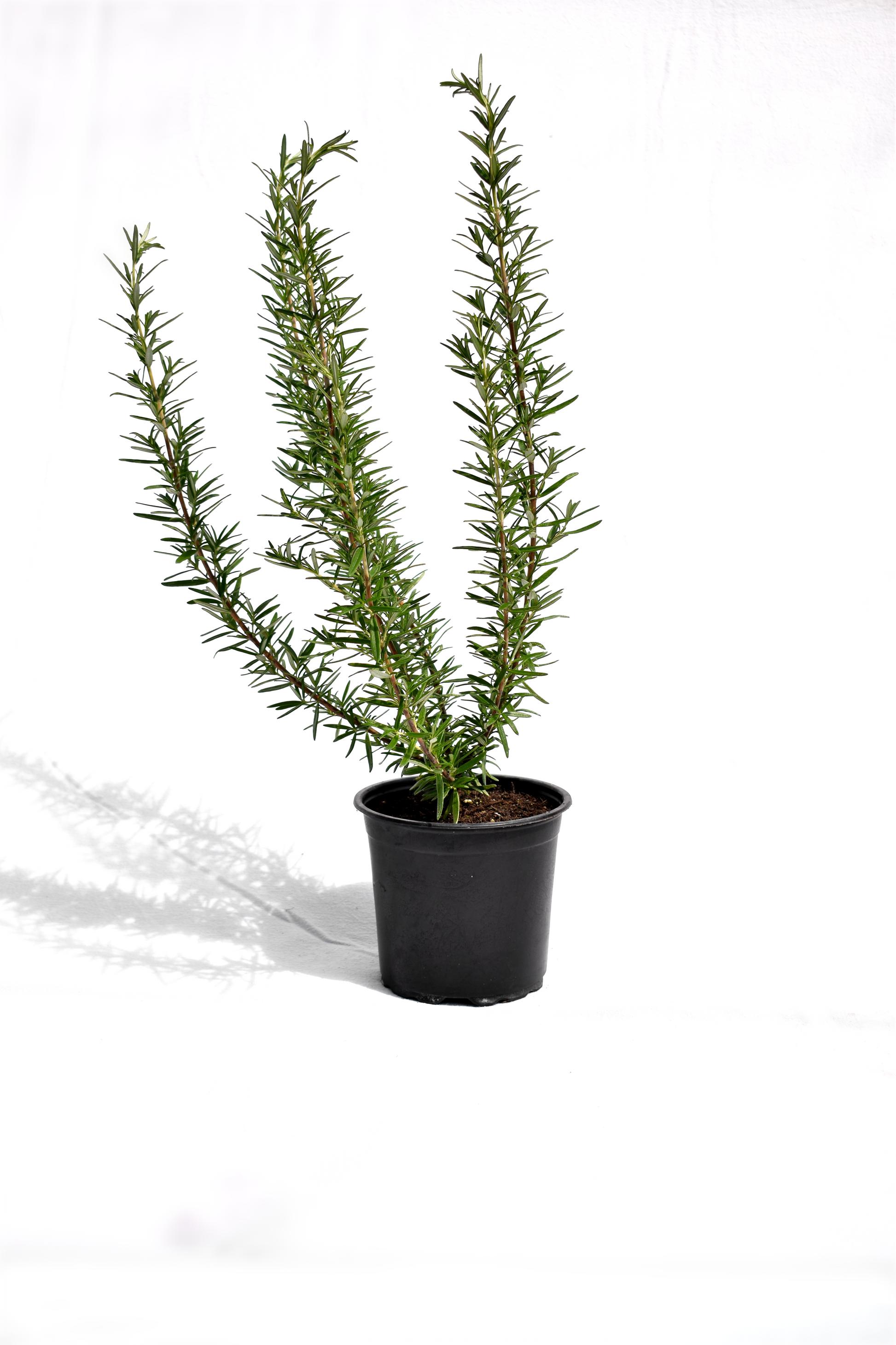 Rosmarinus officinalis Tuscan Blue image 1