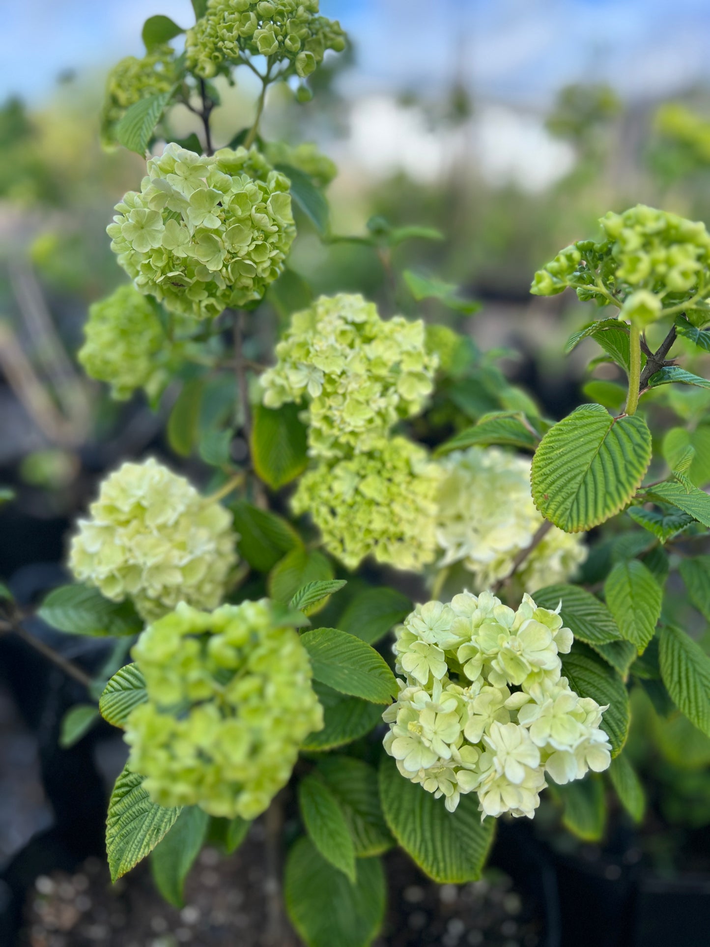 Viburnum plicatum 'Newport' 35l image 0