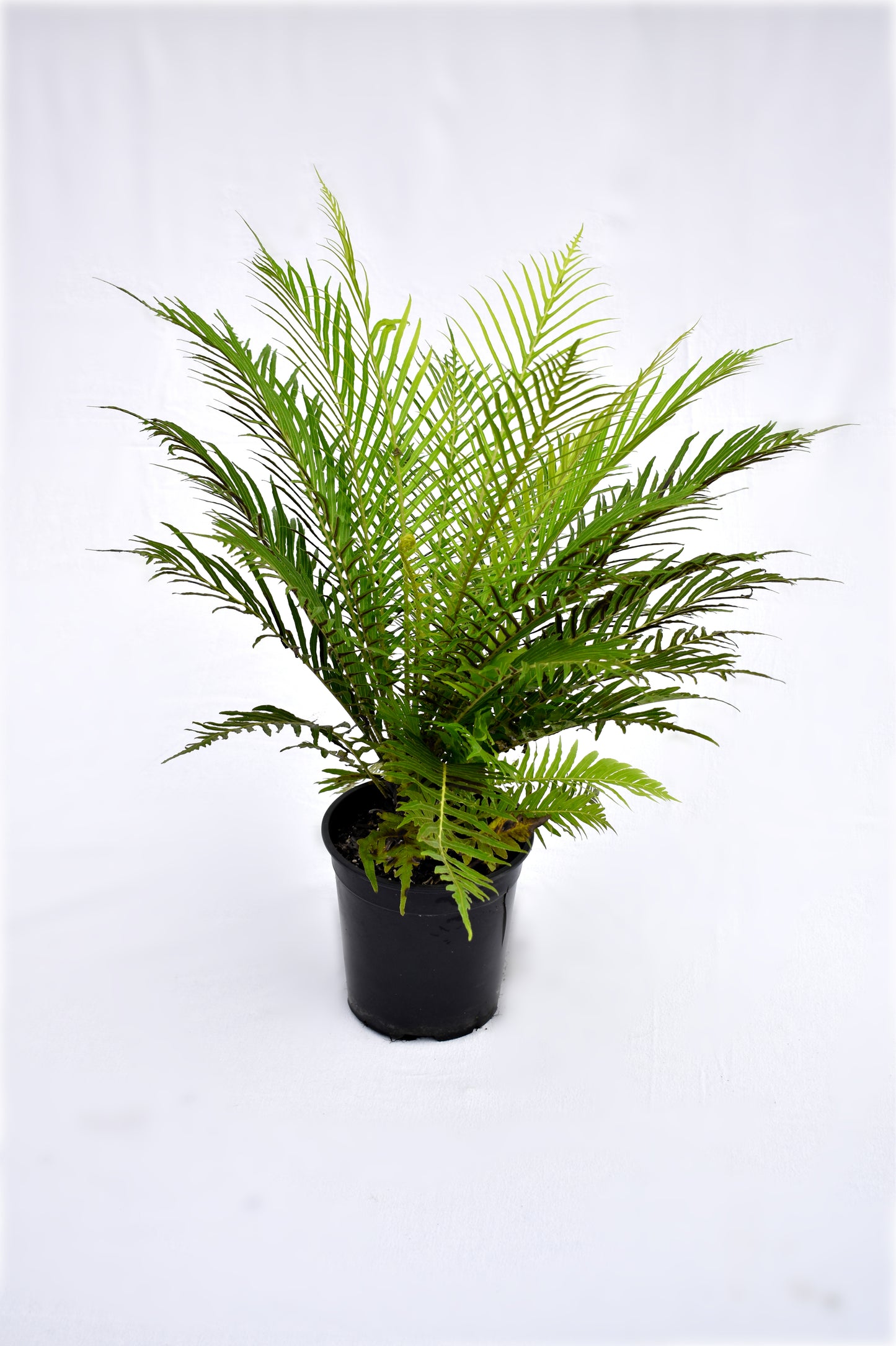 Blechnum gibbum 'Silver Lady' 3.5L image 0