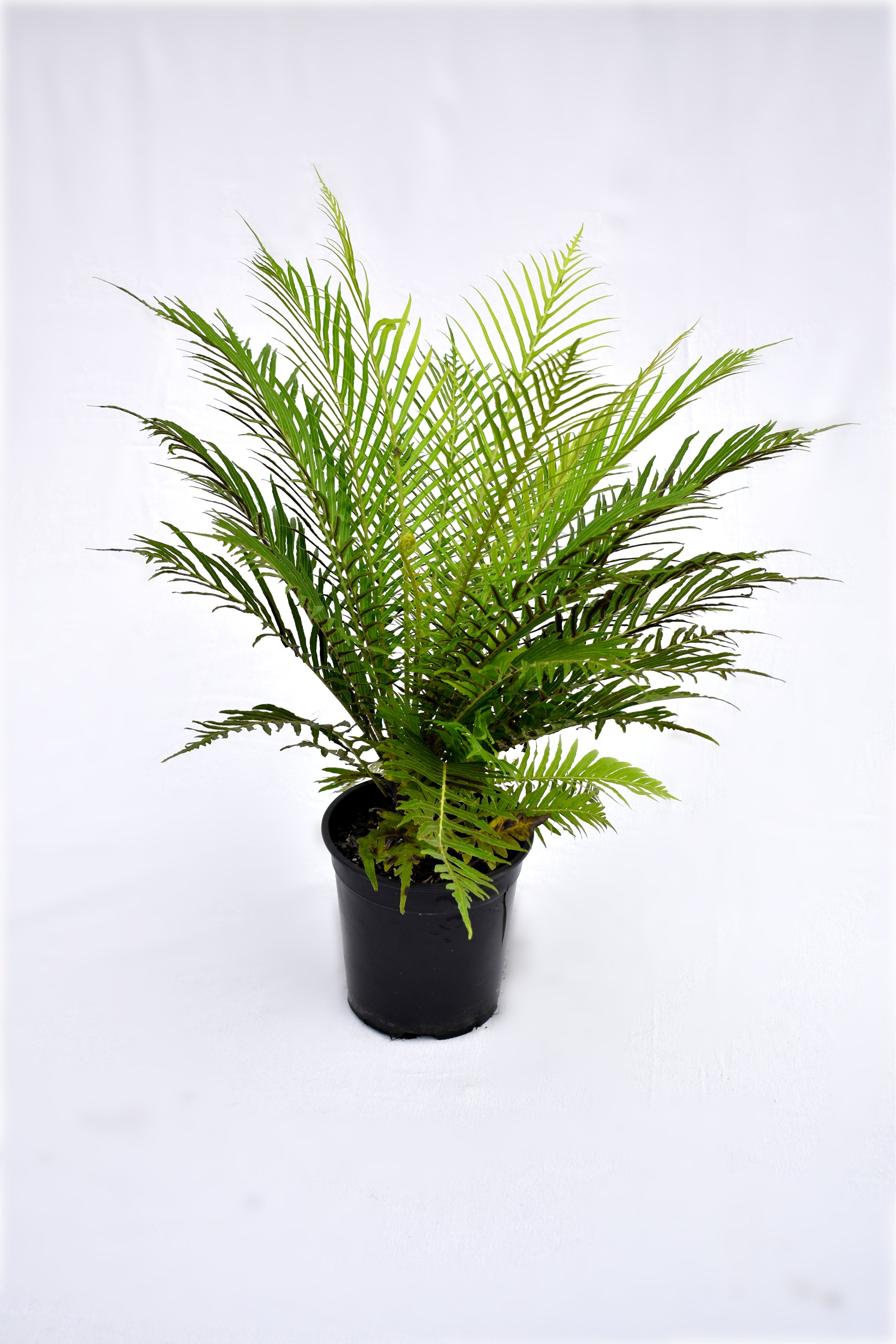 Blechnum gibbum 'Silver Lady' 3.5L image 0