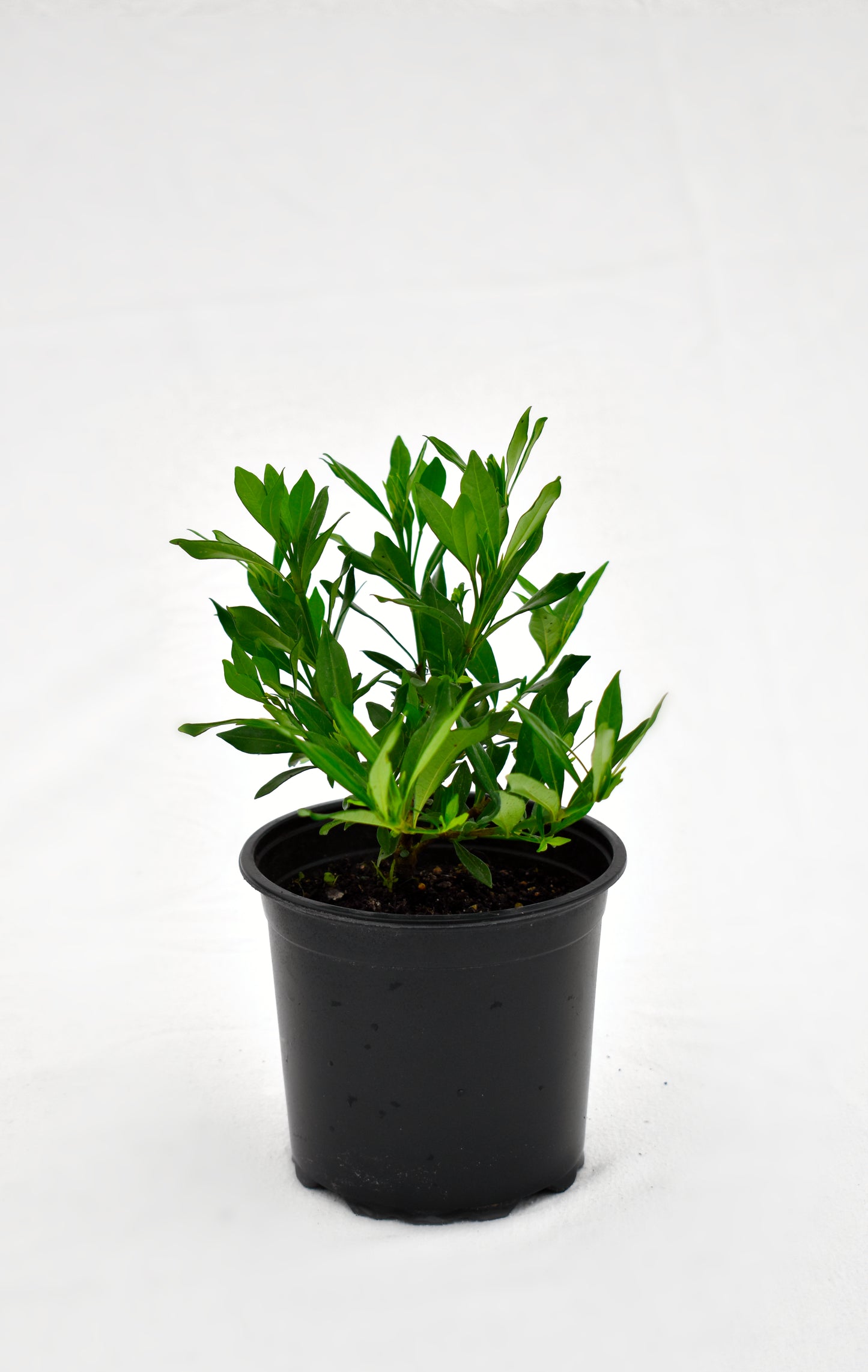 Gardenia Radicans