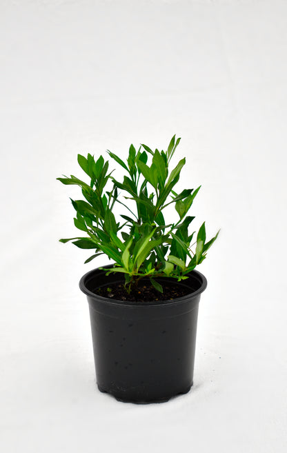 Gardenia Radicans