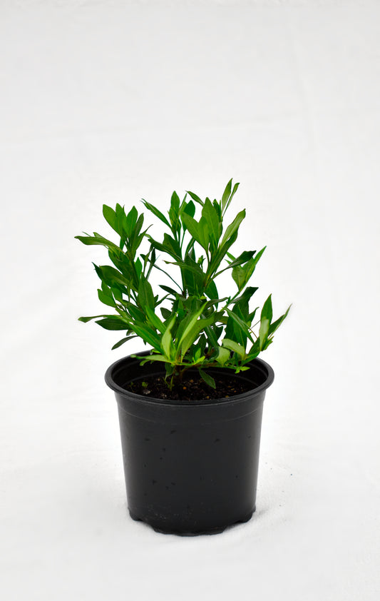 Gardenia Radicans