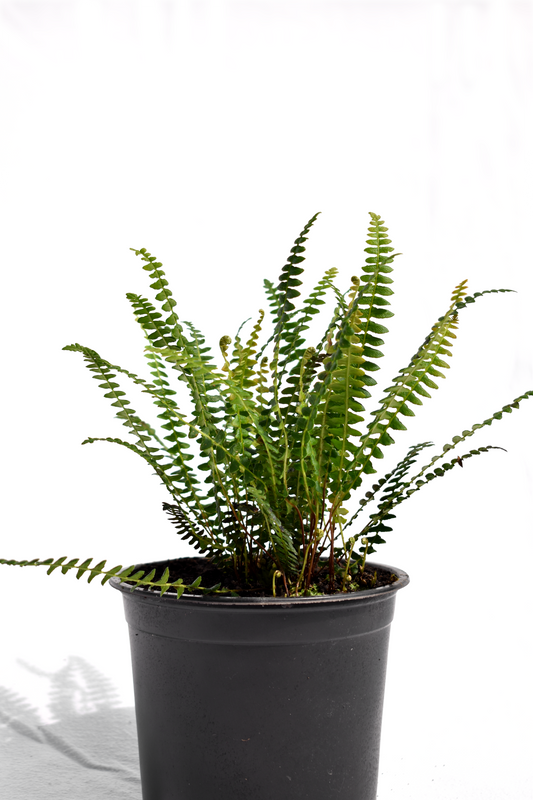 Blechnum penna-marina image 1