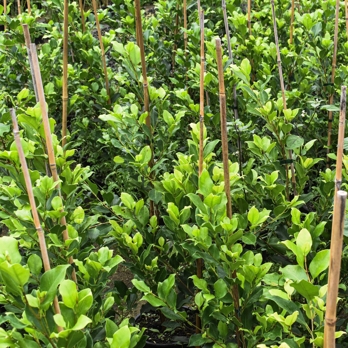 Ficus 'Tuffi' 5L