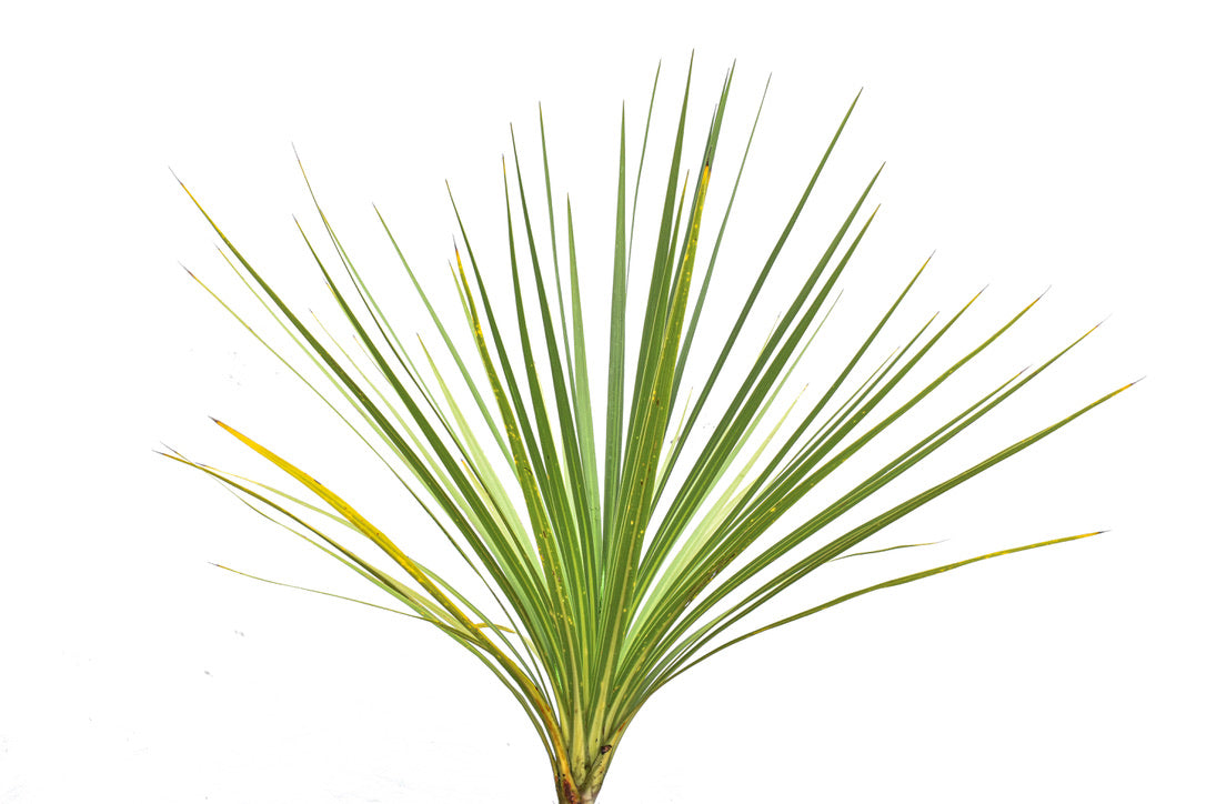 Cordyline australis 5L
