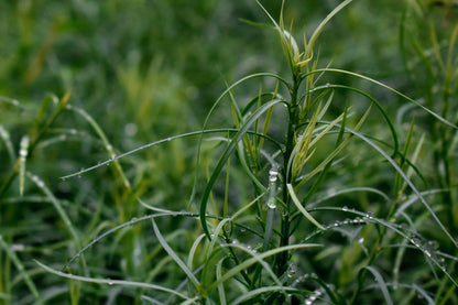 Podocarpus gracilior 5L