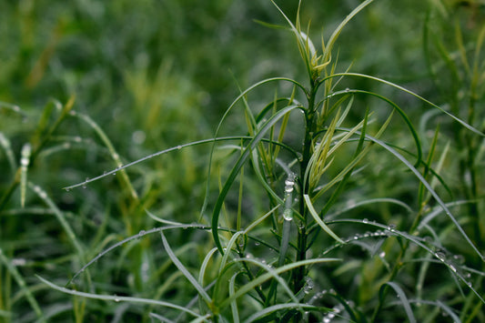 Podocarpus gracilior 5L
