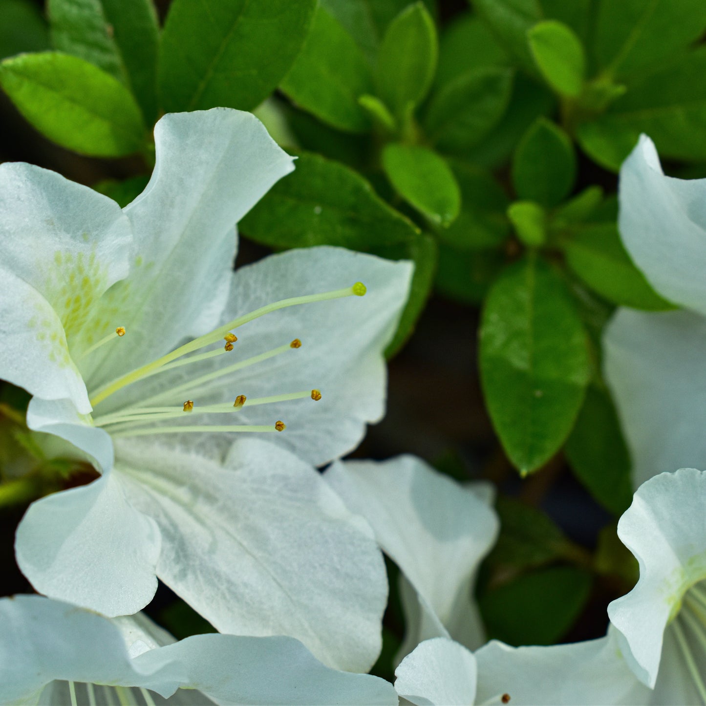 Azalea 'Autumn Ivory' 5L