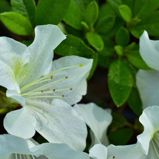 Azalea 'Autumn Ivory' 5L