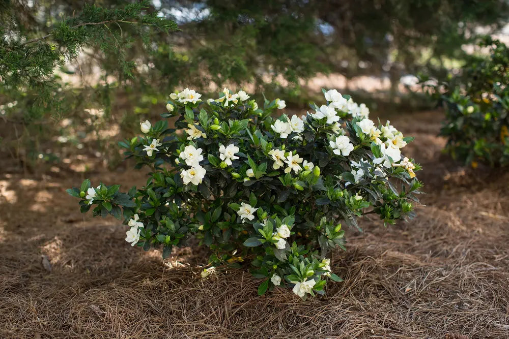 Gardenia 'Professor Pucci' image 1