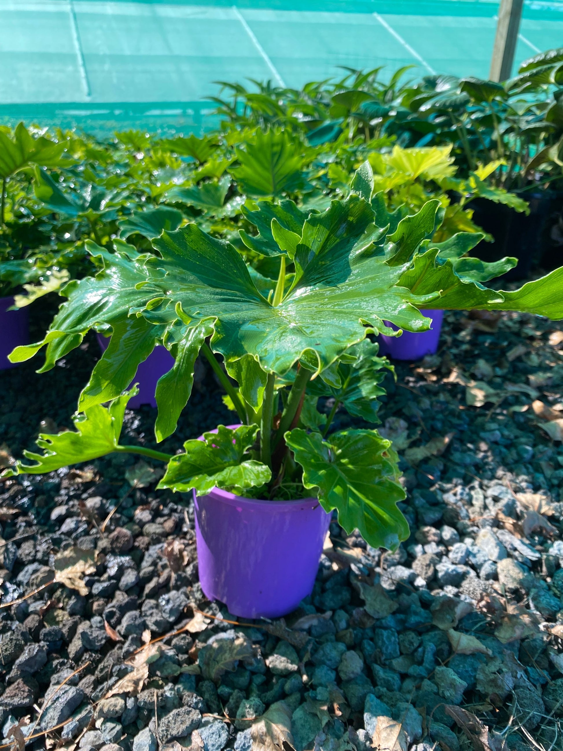 Philodendron 'Shangri-La' image 2