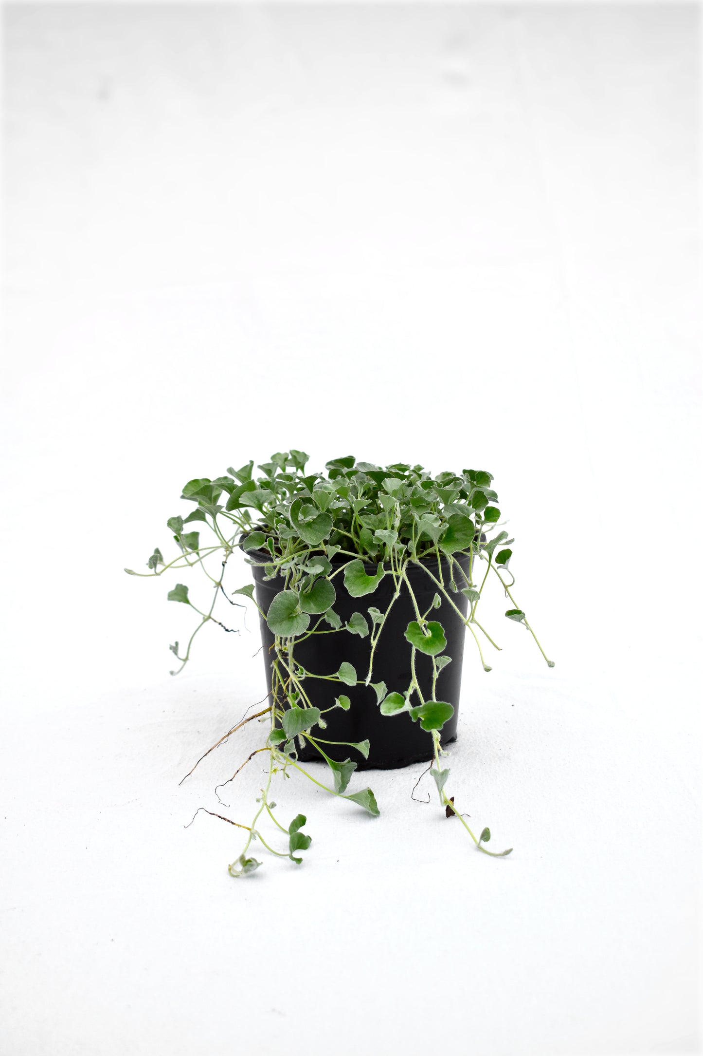 Dichondra 'Silver Falls' image 0
