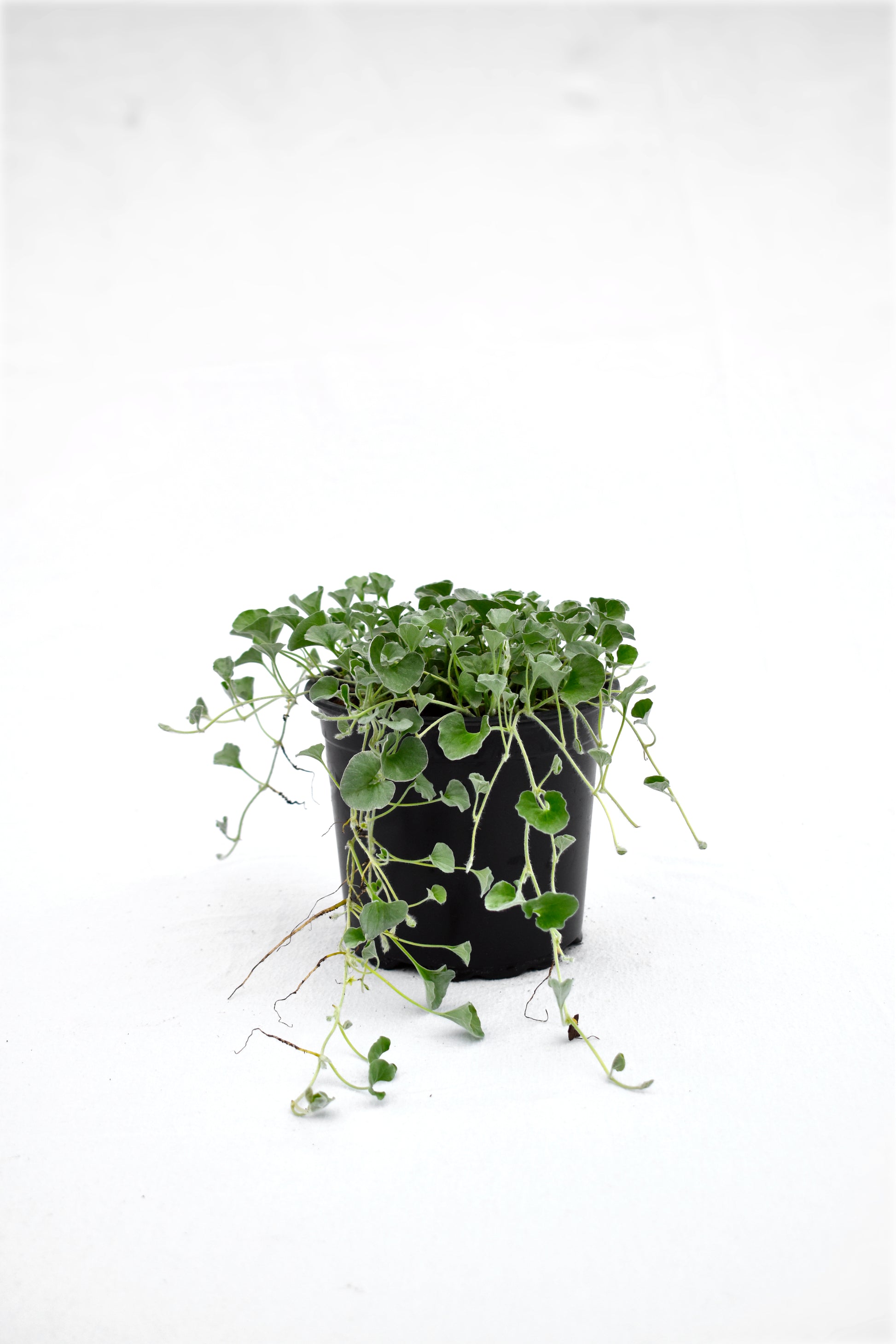 Dichondra 'Silver Falls' image 0