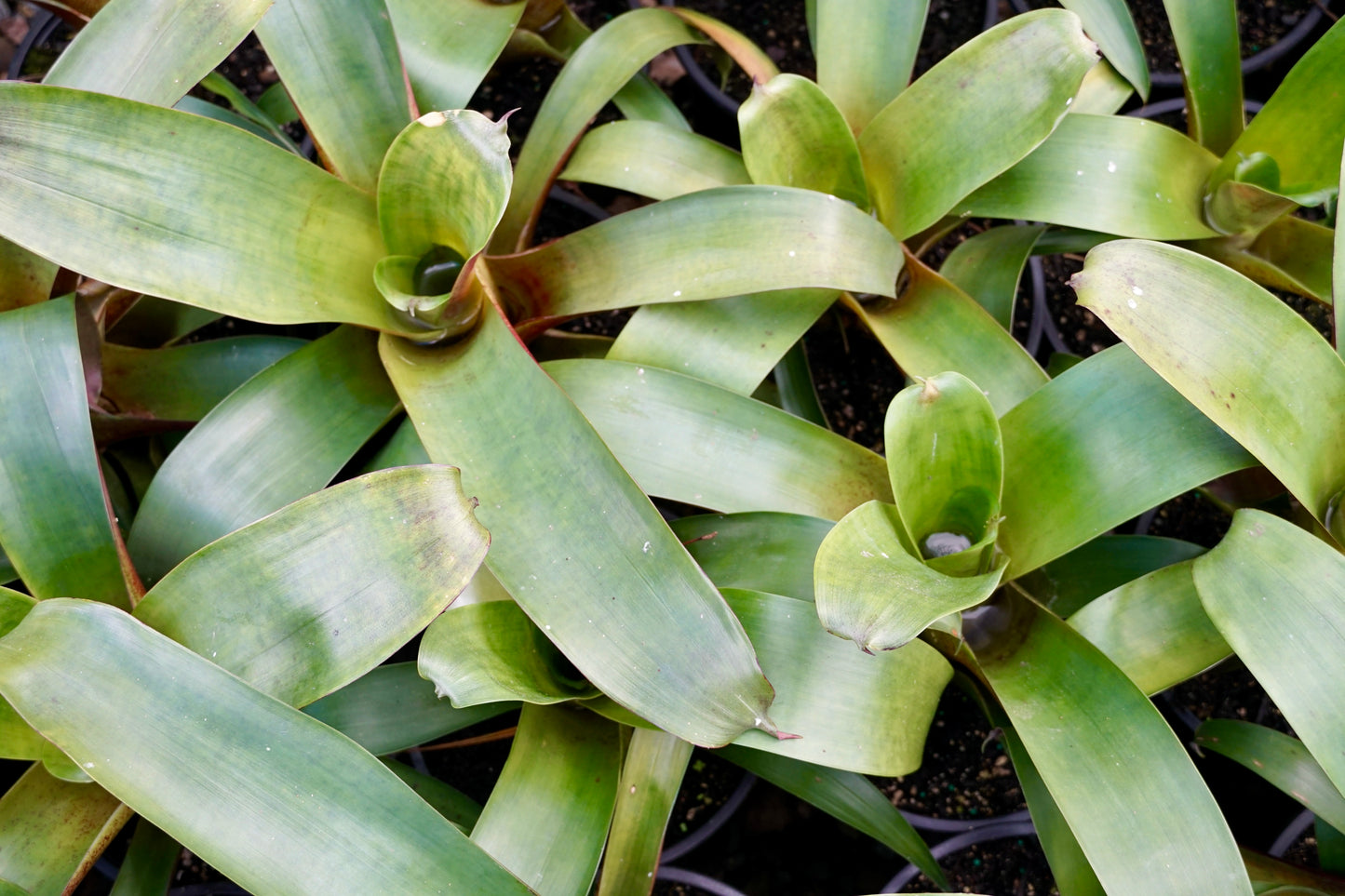 Alcantarea imperialis 'Rubra' 5L