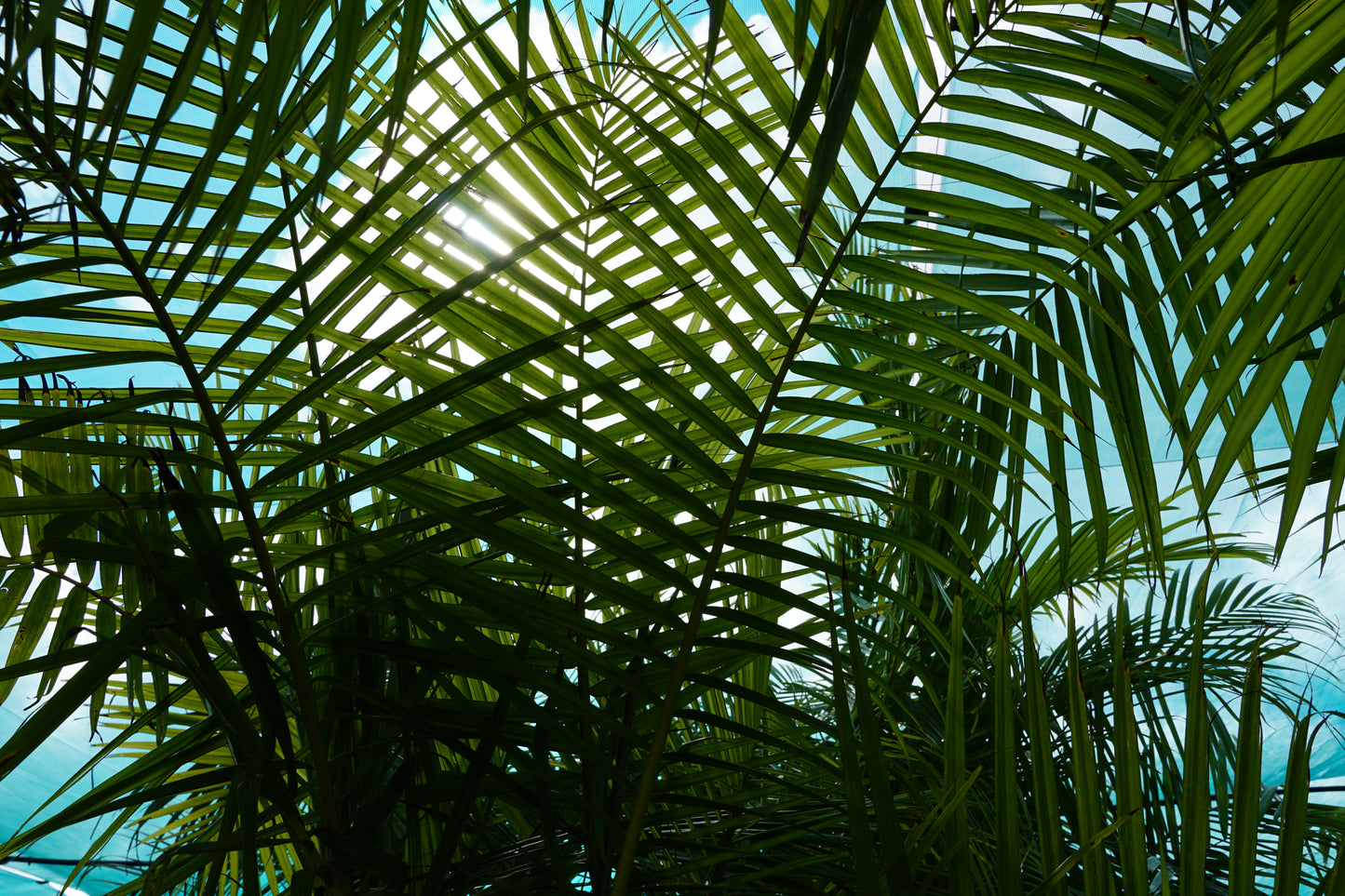 Dypsis baronii 35L
