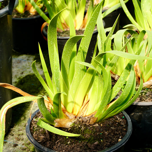 Xeronema callistemon 5L