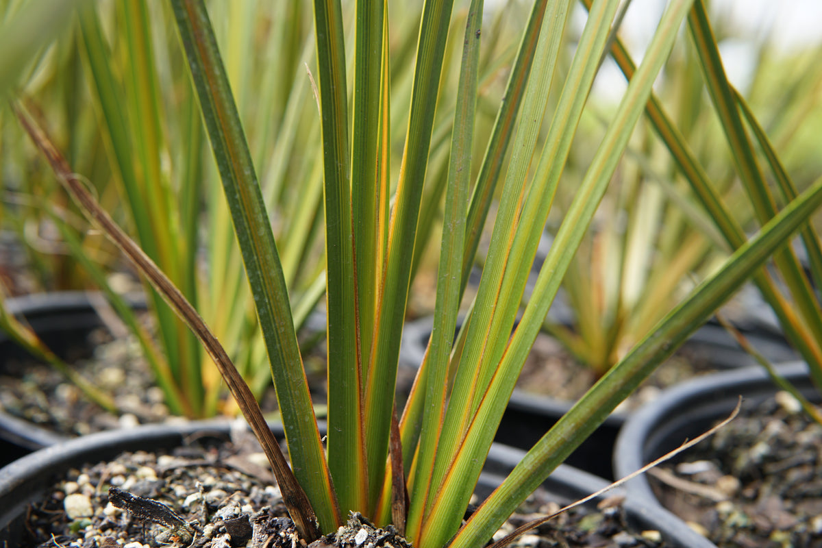 Libertia peregrinans 1.5L
