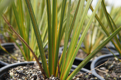 Libertia peregrinans 1.5L