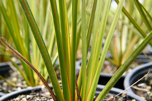 Libertia peregrinans 1.5L