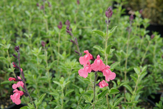 Salvia 'La Siesta' 1.5L
