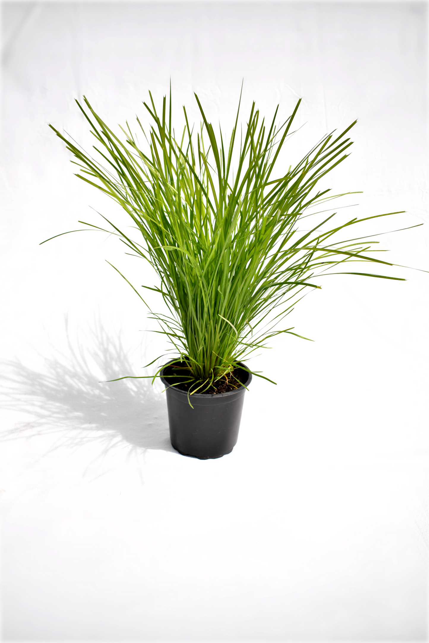 Lomandra 'Limetuft' image 0