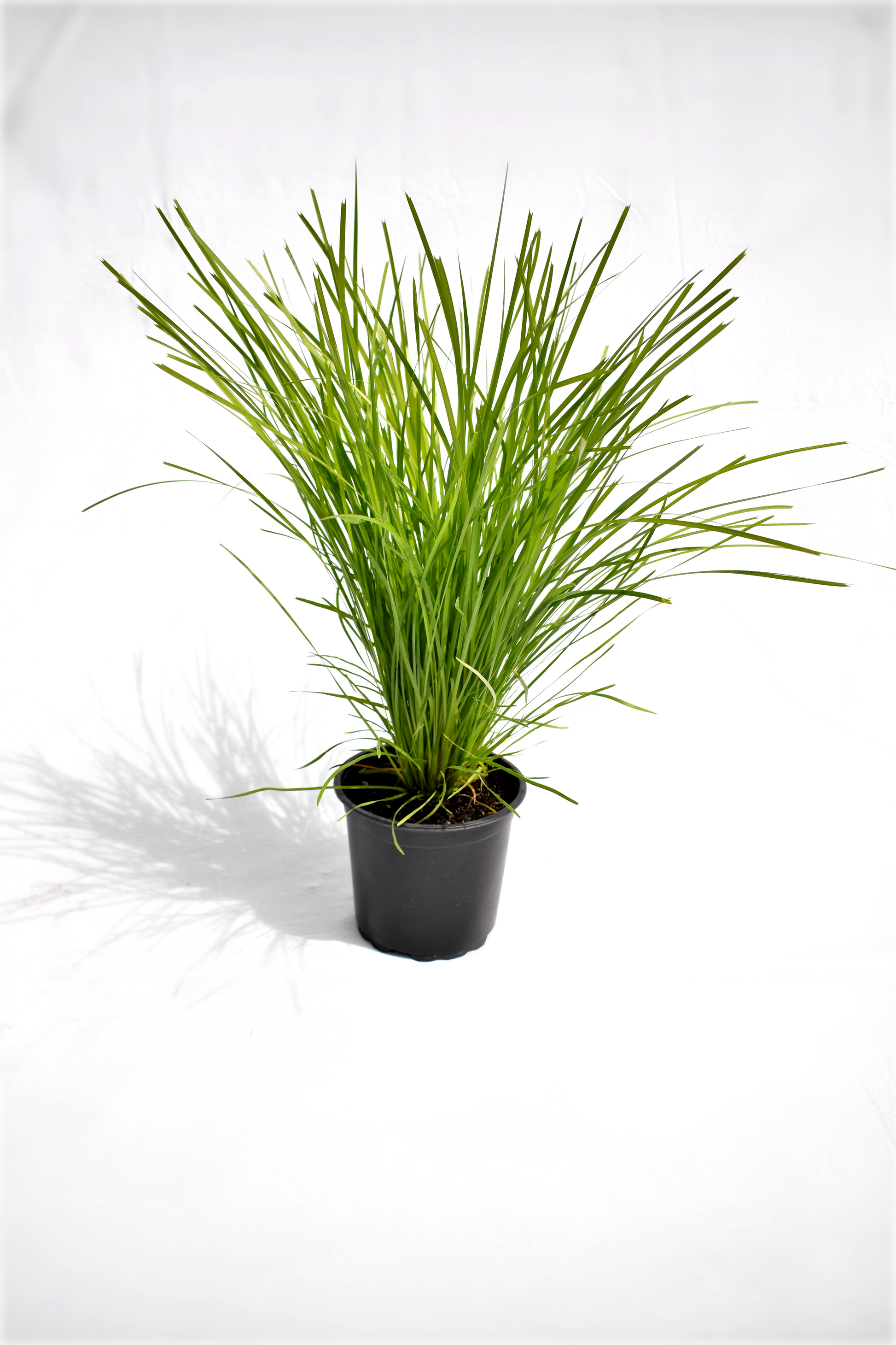 Lomandra 'Limetuft' image 0
