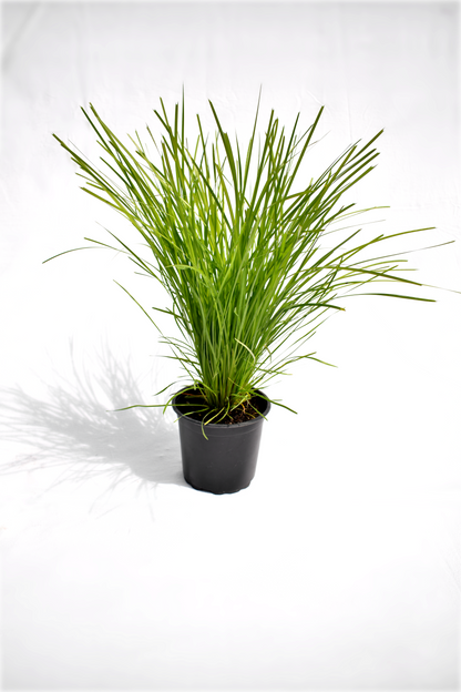 Lomandra 'Limetuft' image 0