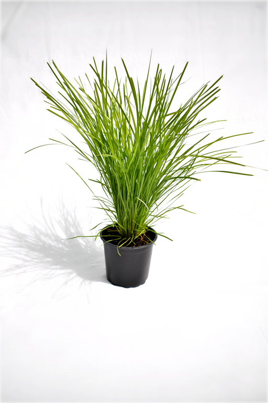Lomandra 'Limetuft' image 0