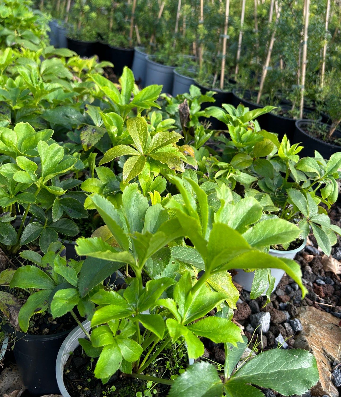 Helleborus Thoroughbred Hybrids image 2