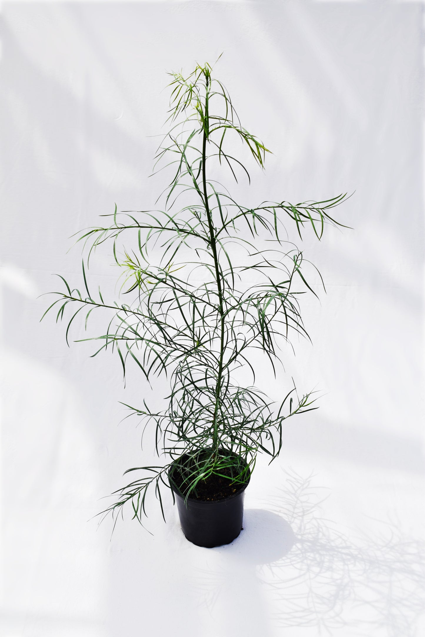 Podocarpus gracilior 5L