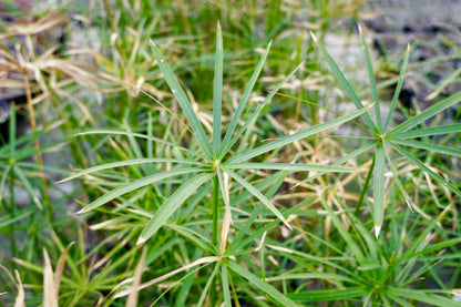 Cyperus alternifolius 1.5L