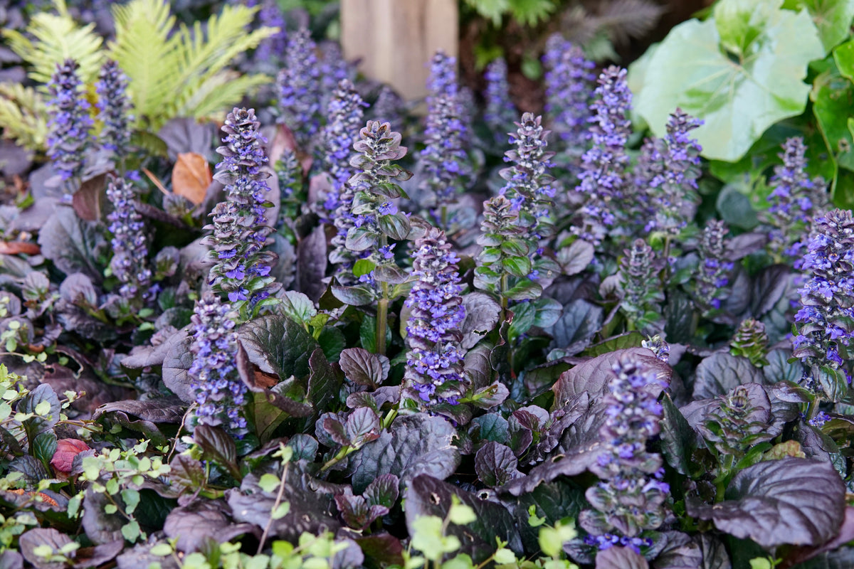 Ajuga 'Jungle Beauty' 1.5L