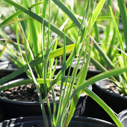 Libertia formosa 1.5L