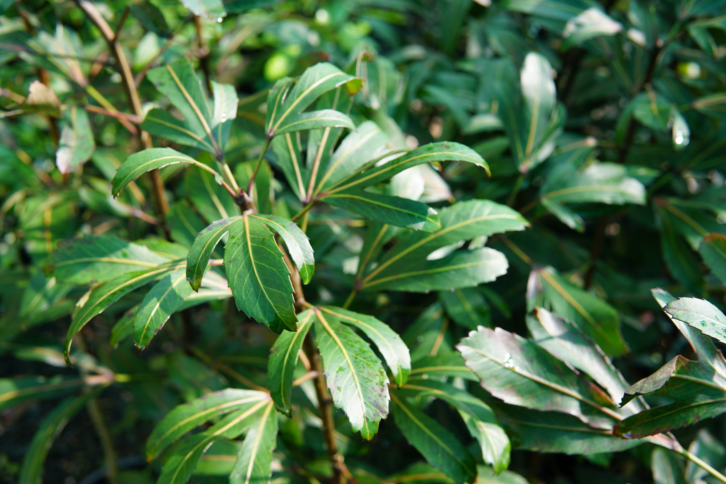 Pseudopanax 'Moas Toes' 5L